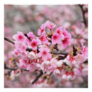 Suche nach kirschblüte poster Für sie