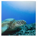 Suche nach unterwasser fliesen Natur