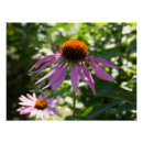 Suche nach echinacea poster Fotografie