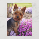 Suche nach yorkshire postkarten Terrier