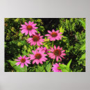 Suche nach bewohner poster Blume