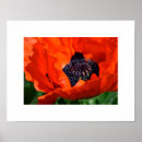 Suche nach oriental poster Mohn