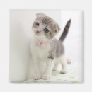 Suche nach falten sie magnete Katze