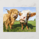 Suche nach cows Hochlandkuh
