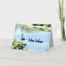 Suche nach cygnet karten Vögel