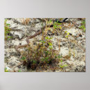 Suche nach gulf coast poster Beach