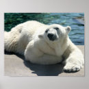Suche nach eisbär poster Säugetier