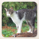 Suche nach katzen untersetzer Miauen