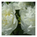 Suche nach zapfen poster Blume