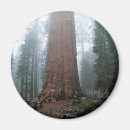 Suche nach sequoia magnete California