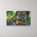 Suche nach wilds poster leinwandbilder Tiger