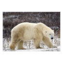 Suche nach arktischer bär poster Wildtiere