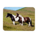 Suche nach landwirtschaft magnete Reitsport