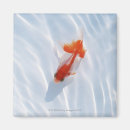 Suche nach goldfisch magnete Tier
