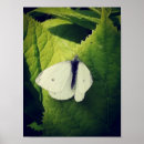 Suche nach motte poster Grün