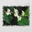 Suche nach grüne reben postkarten Natur