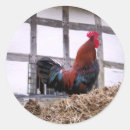 Suche nach huhn geflügel aufkleber Tiere