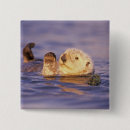 Suche nach seeotter buttons Natur