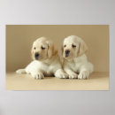 Suche nach goldener labrador poster Welpe
