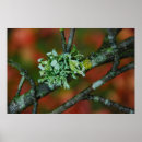 Suche nach flechten sie poster Herbst