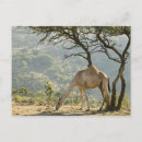 Suche nach salalah Essen