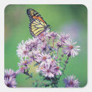 Suche nach monarch aufkleber Fotografie