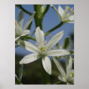 Suche nach blumenblätter poster Blau