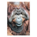 Suche nach orang utan poster Wild