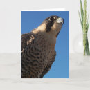 Suche nach falknerei karten Raptor