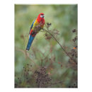 Suche nach rosella poster Australisch