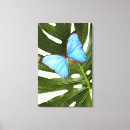 Suche nach morpho schmetterling Wild lebende tiere