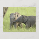 Suche nach asiatischer junge poster Elefant
