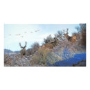 Suche nach weißwedelhirsch poster Whitetail