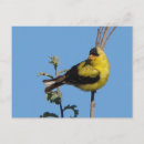 Suche nach kanarienvogel postkarten Natur
