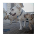 Suche nach labrador fliesen Welpe
