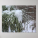 Suche nach kiefernnadeln poster Natur