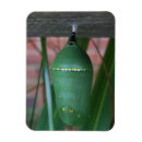 Suche nach monarch magnete Natur