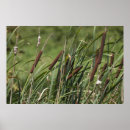 Suche nach schwanz poster Blume