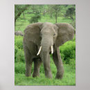 Suche nach roter elefant poster Elefanten