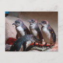 Suche nach aquarium postkarten Pinguin