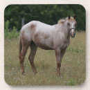 Suche nach appaloosa untersetzer Foto