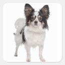 Suche nach papillon aufkleber Welpe