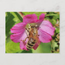 Suche nach bienen foto postkarten Natur