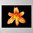Suche nach tiger lily poster Orange
