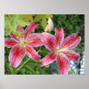 Suche nach stargazer lilie poster Blumenreich