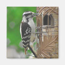 Suche nach birdhouse magnete Vogelvogel