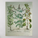 Suche nach sorten poster Botanisch