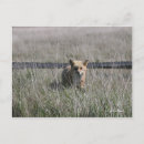 Suche nach red fox postkarten Füchse