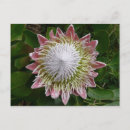 Suche nach große blumen postkarten Rosa