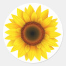 Suche nach sonnige blume aufkleber Sonnenblume